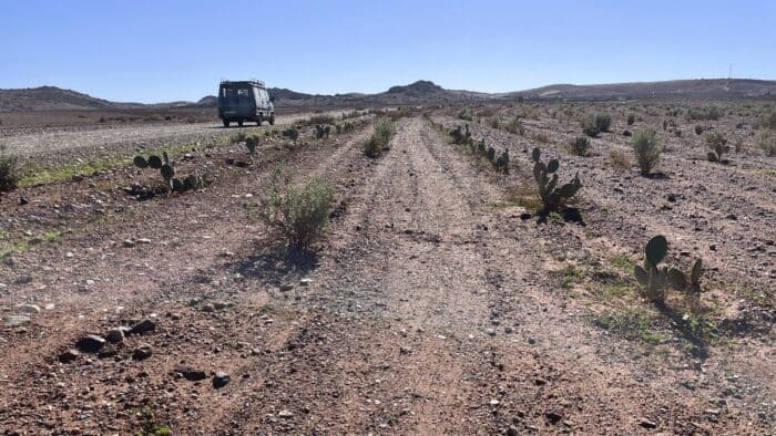champ de cactus et d'atriplex, Maroc