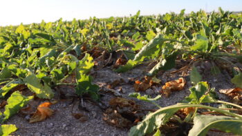 8000 ha de betteraves touchés par le Rhizopus