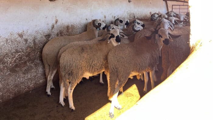 brebis de reproduction, Maroc