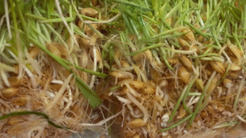 Sécheresse : le fourrage hydroponique, une piste pour les éleveurs privés d&rsquo;herbe ?