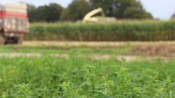 La diversité fourragère améliore la résistance aux aléas climatiques