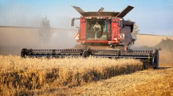 Dans le Sud-Ouest, le blé va-t-il remplacer le maïs ? 