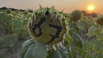 Assurances climatiques : est-ce que ça vaut le coût ?