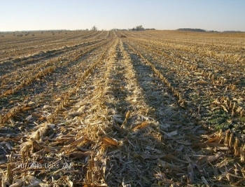 cornrower andain paille maïs