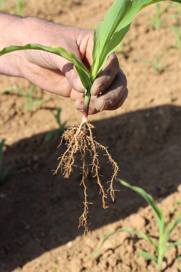 great plains ype plant