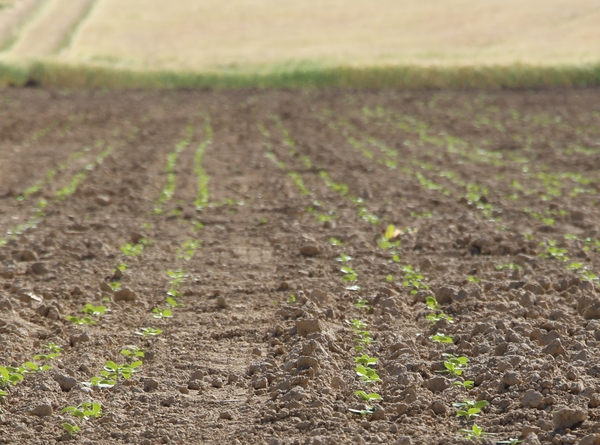 great plains ype tournesol